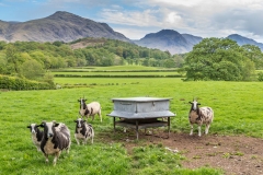 Jacob sheep Nether Wasdale