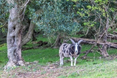 Jacob sheep Nether Wasdale