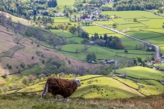 Herdwick, Grasmere