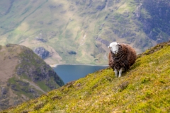 Herdwick above Buttermere