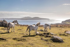 Wild Welsh ponies, St David's Head, Pembrokeshire