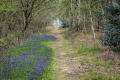 Path in North Cliffe Wood East Yorkshire
