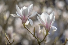 magnolia