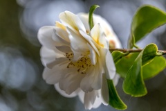 magnolia