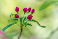 Crab apple blossom