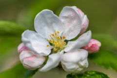 Crab apple blossom