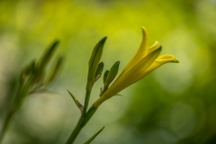 Daylily