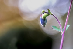 Aquilegia, granny's bonnet
