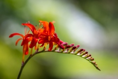 Crocosmia