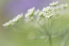 Bishop's flower, Ammi majus