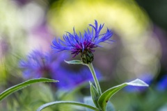 Centaurea Montana, Mountain Bluet