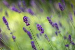 lavender hidcote