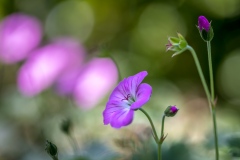 Cranesbill, hardy geranium