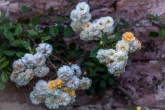 Roses at Acorn Bank