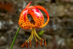 Turk's cap lily