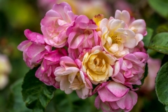 Roses at Alnwick