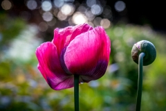 Poppy