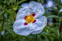 Poppy