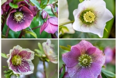 Hellebore