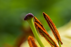 Lily stamen