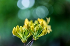 Azalea