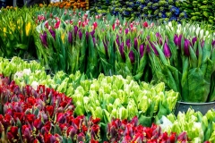 Columbia Road flower market