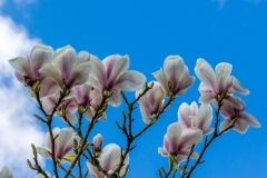 Magnolia