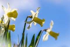 daffodil
