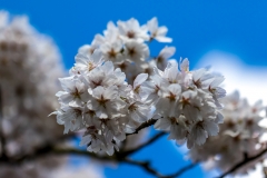 spring blossom