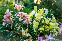 Lilies