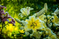 Lilies