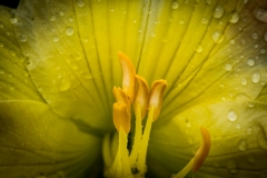 Lily
