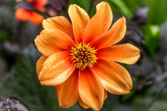 dahlia