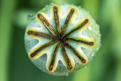 poppy head