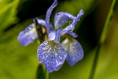 Iris Siberica