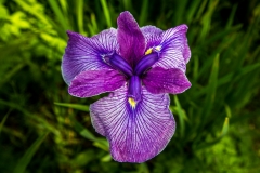 Exbury Gardens-4