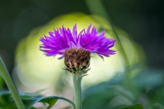 Centaurea Dealbata,  Persian Cornflower