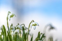 Snowdrops
