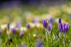 Crocus