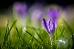 Crocus