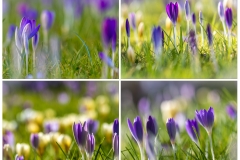 Crocus