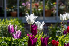 ulips
