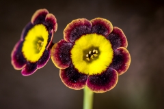 Auricula