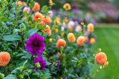 Dahlia at Houghton Hall