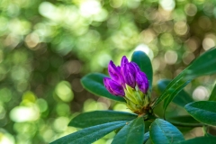 Rhododendron