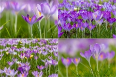 Crocus Tommasinianus ('tommies')
