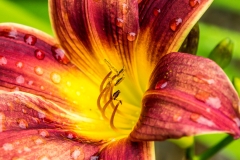 Lily at Newby Hall