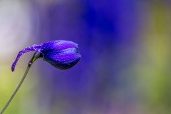 Delphinium bud