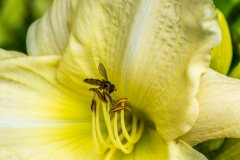 Lily at Newby Hall