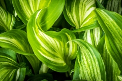 hosta